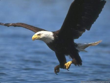 L'Aigle